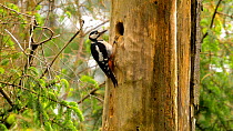 Male Great spotted woodpecker (Dendrocopos major) feeding chicks, removes faecal sacs, Carmarthenshire, Wales, UK, June.