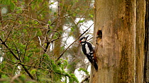 Male Great spotted woodpecker (Dendrocopos major) entering nest hole and leaving with a faecal sac, Carmarthenshire, Wales, UK, June.