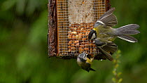 Great tit (Parus major) squabbling with a Blue tit (Cyanistes caeruleus) on a birdfeeder, Carmarthenshire, Wales, UK, June.