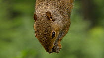 Close-up of a Grey squirrel (Sciurus carolinensis) feeding, hanging upside down, Carmarthenshire, Wales, UK, June.