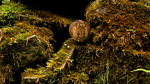 Wood mouse (Apodemus sylvaticus) emerging from a hole in a dry stone wall, feeding, Carmarthenshire, Wales, UK, June.