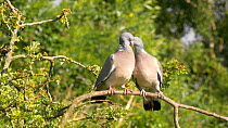 Pair of Wood pigeons (Columba palumbus) perched in a Hawthorn tree (Crataegus monogyna), exchanging food, Gloucestershire, England, UK, June.