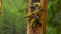 Great tit (Parus major) feeding with fledglings on a birdfeeder, Carmarthenshire, Wales, UK, June.