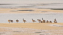 Small flock of Canada geese (Branta canadensis) preening on a sandbank at low tide, Conwy Estuary, Wales, UK, June.