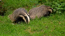 Two Badgers (Meles meles) foraging amongst grass and nettlles, Carmarthenshire, Wales, UK, July.