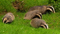 Family of Badgers (Meles meles) feeding near sett entrance, Carmarthenshire, Wales, UK, July.