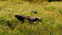 Two Asian water buffalo (Bubalus bubalis) grazing, Tiefi Marshes Nature Reserve, Ceredigion, Wales, UK, July.