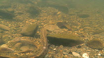 Tilt shot down to a pair of Sea lampreys (Petromyzon marinus) spawning, River Wye, UK, June.