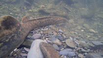 Pair of Sea lampreys (Petromyzon marinus) spawning, one attempting to move a rock, River Wye, UK, June.