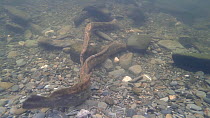 Pair of Sea lampreys (Petromyzon marinus) spawning, one attempting to move a rock, River Wye, UK, June.