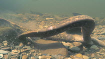 Pair of Sea lampreys (Petromyzon marinus) spawning, River Wye, UK, June.