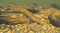 Pair of Sea lampreys (Petromyzon marinus) spawning, one moving a rock, River Wye, UK, June.