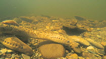 Pair of Sea lampreys (Petromyzon marinus) spawning, moving rocks, River Wye, UK, June.