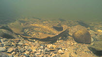 Pair of Sea lampreys (Petromyzon marinus) spawning, River Wye, UK, June.