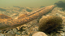 Sea lamprey (Petromyzon marinus) spawning, River Wye, UK, June.