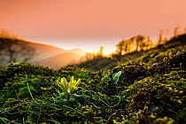 Radnor lily (Gagea bohemica) the rarest flower in the UK at sunset, Stanner Rocks National Nature Reserve, Powys, Wales, UK, February. Commended in the BWPA (British Wildlife Photography Awards) Compe...