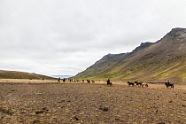 Horse riders herding group of icelandic horses in landscape, Iceland, July 2012.