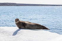 Harbour seal (Phoca vitulina) in glacial lagoon. Jokulsarlon, Iceland, July 2012.