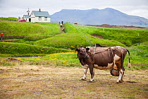 Cow wearing udder support sling in front of church, Iceland, July 2012.