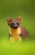 Pine marten (Martes martes) portrait, Ardnamurchan Peninsula, Scotland, August. Highly commended in the Portrait category of the BWPA (British Wildlife Photography Awards) Competition 2016.
