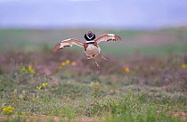 Little bustard (Tetrax tetrax) male displaying and jumping at spring lek, Catalonia, Spain April