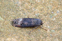 Dark sword-grass moth (Agrotis ipsilon) profile, Wiltshire, UK