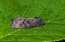 Black rustic moth (Aporophyla nigra) profile, Wiltshire, UK