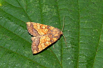 Frosted orange moth (Gortyna flavago) Wiltshire, UK