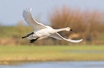 Bewick's swan (Cygnus columbianus) in flight, Gloucestershire, UK February