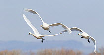 Bewick's swans (Cygnus columbianus) three in flight, Gloucestershire, UK February