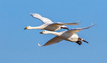 Bewick's swans (Cygnus columbianus) two in flight, Gloucestershire, UK February