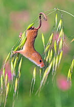 Harvest mouse (Micromys minutus) UK, captive