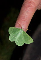 Large emerald moth (Geometra papilionaria) on human finger to show size, Wiltshire, UK
