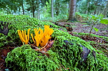 Yellow stagshorn (Calocera viscosa) New Forest, Hampshire, UK