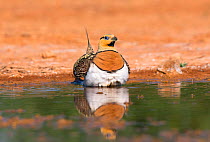 Pin-tailed sandgrouse (Pterocles alchata) male collecting water in belly feathers, Spain July