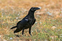 Raven (Corvus corax) Spain, July