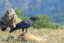 Raven (Corvus corax) feeding on dead Badger, Pyrenees, Spain July