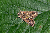 Green-brindled crescent moth (Allophyes oxyacanthae) Wiltshire, UK
