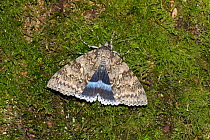 Clifden nonpareil moth (Catocala fraxini) Wiltshire, UK