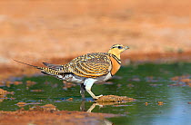 Pin-tailed sandgrouse (Pterocles alchata) female drinking, Spain July