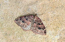 Tissue moth (Triphosa dubitata) Wiltshire, UK