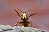 Hornet (Vespa crabro) front portrait, Wiltshire, UK
