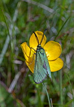 Forester moth (Adscita statices) on flower, Wiltshire, UK