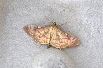 Mother of Pearl moth (Pleuroptya ruralis) Wiltshire, UK