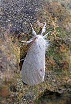 Yellow-tail moth (Euproctis similis) Wiltshire, UK