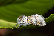 Sallow kitten (Furcula furcula) moth showing mimicry as defensive strategy, Wiltshire, UK