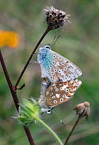 Chalkhill blue (Lysandra coridon) pair mating, Wiltshire, UK