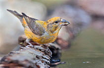 Crossbill (Loxia curvirostra) male drinking, Pyrenees, Spain July