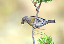 Crossbill (Loxia curvirostra) female, showing a buiid up of resin on her bill from feeding on pine cones, Pyrenees, Spain July