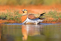 Pin-tailed sandgrouse (Pterocles alchata) male collecting water in belly/breast feathers, Spain July